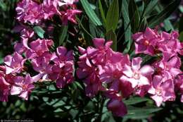 Image of Oleander