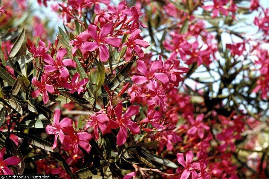 Image of Oleander