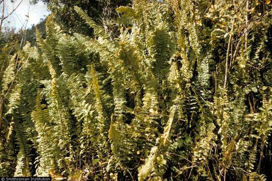 Image of sword ferns