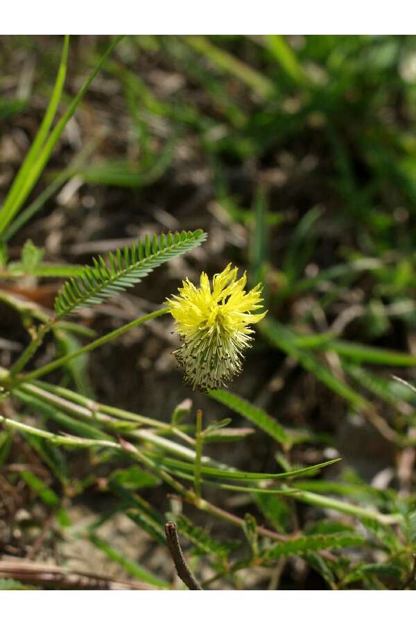 Image of Tropical Puff