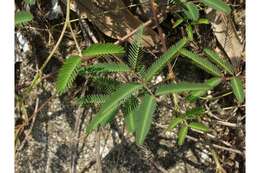 Image of Tropical Puff