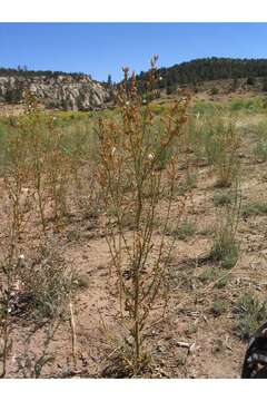 Image of Coyote Tobacco