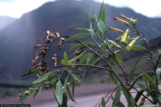 Image of tree tobacco