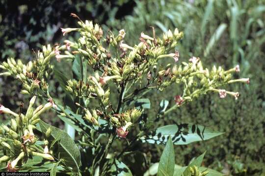 Image of cultivated tobacco