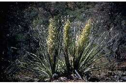 Image of foothill beargrass