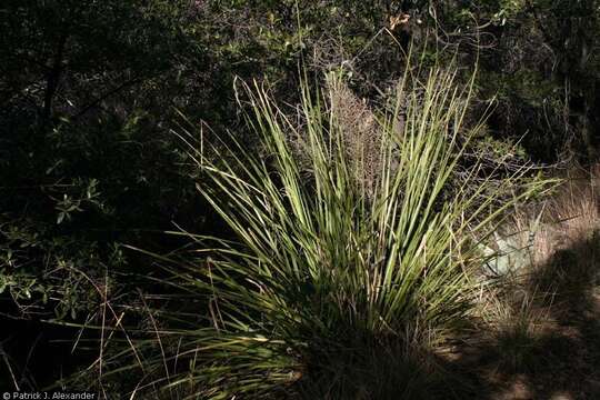 Image of foothill beargrass