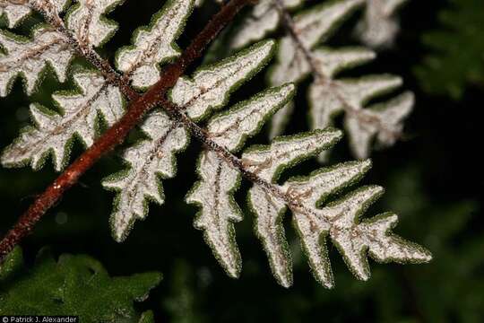 Image of Gray's cloak fern