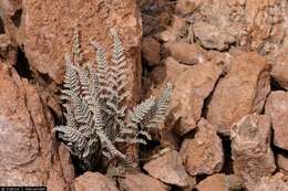 Image of Gregg's cloak fern