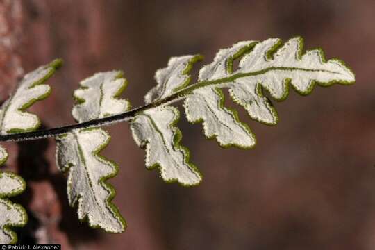 Image of Lemmon's cloak fern