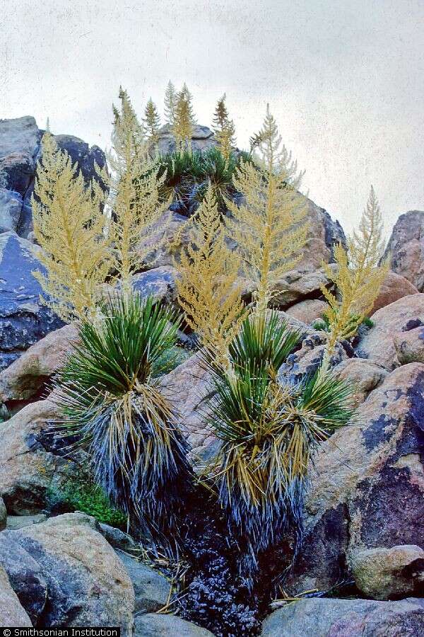 Image of Parry's beargrass