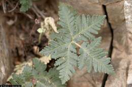 Image of star cloak fern