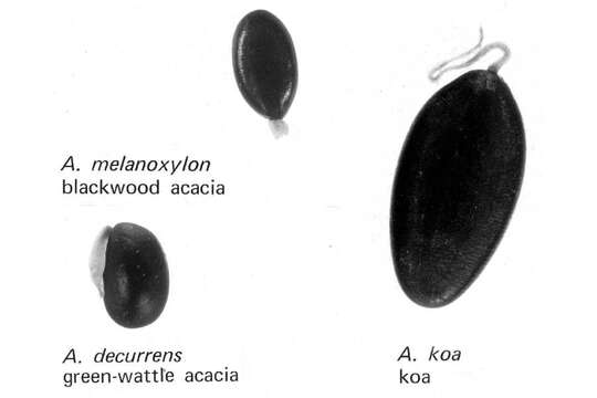 Image of acacia