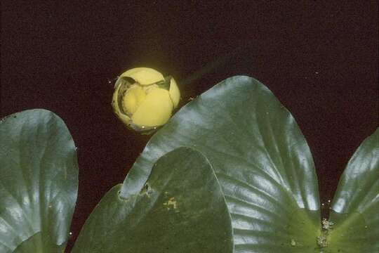 Image of Yellow Water-lily