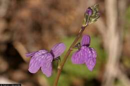 Image of Texas toadflax