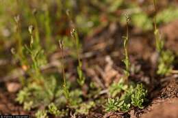 Image of Texas toadflax