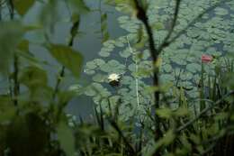 Image of American white waterlily