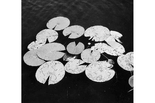 Image of American white waterlily