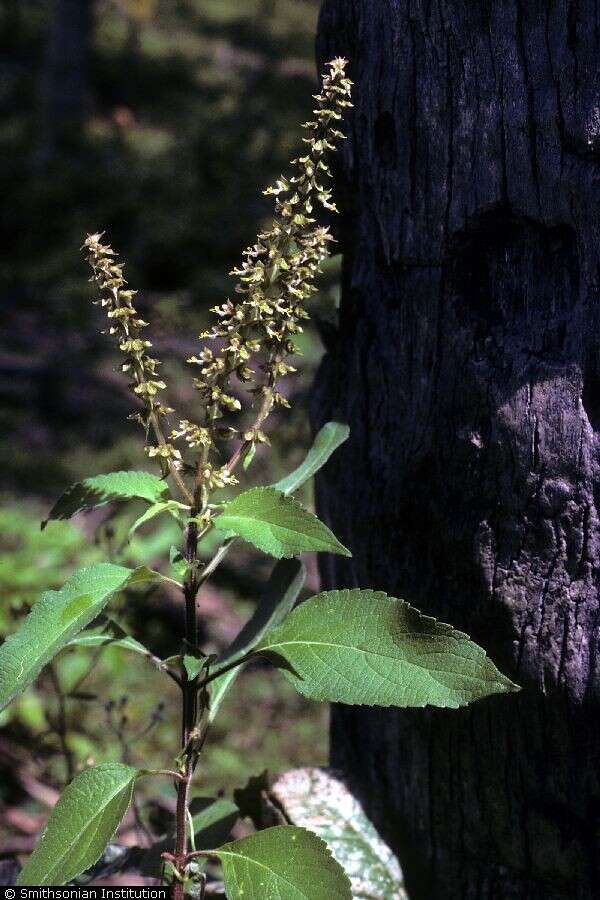 Image of African basil