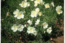 Imagem de Oenothera albicaulis Fras.