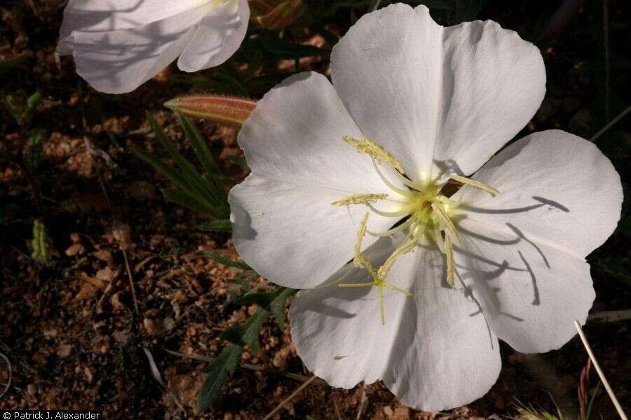 Imagem de Oenothera albicaulis Fras.