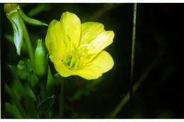 Image of common evening primrose