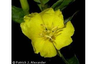 Imagem de Oenothera biennis L.