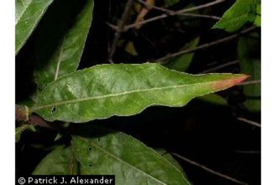 Imagem de Oenothera biennis L.