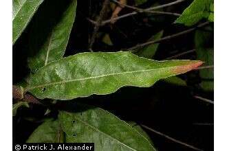 Imagem de Oenothera biennis L.