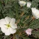 Image of tufted evening primrose