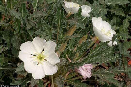 Image of tufted evening primrose