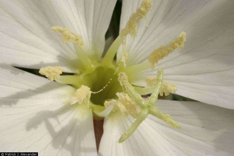 Image of tufted evening primrose