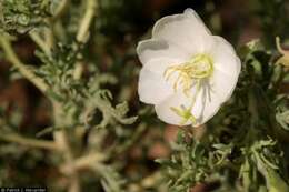 Imagem de Oenothera coronopifolia Torr. & Gray