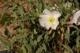 Image of birdcage evening primrose