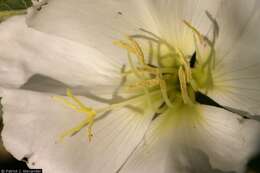 Image of birdcage evening primrose