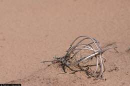 Image of birdcage evening primrose