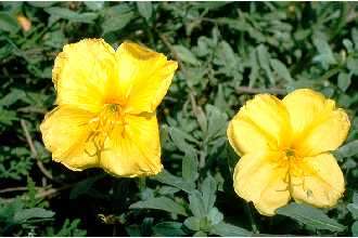 Oenothera drummondii Hook. resmi