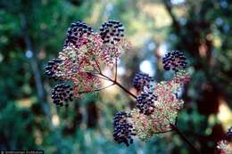 Image de Aralia californica S. Watson