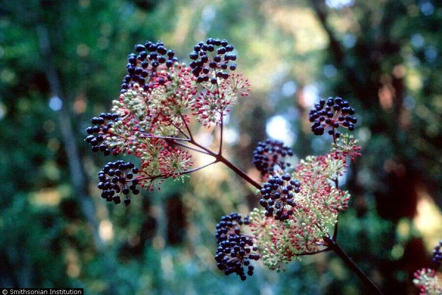 Image of California spikenard