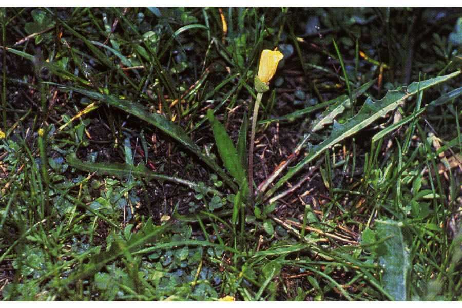 Image of Long-Tube Evening-Primrose