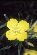 Image of Shrubby sundrops