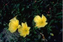 Image of showy evening primrose