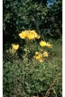 Image of variableleaf evening primrose