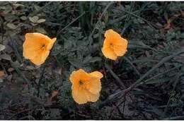 Imagem de Oenothera jamesii Torr. & Gray