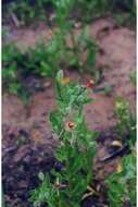 Imagem de Oenothera laciniata Hill