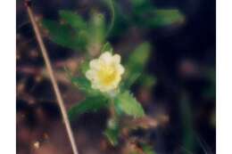 Imagem de Oenothera laciniata Hill