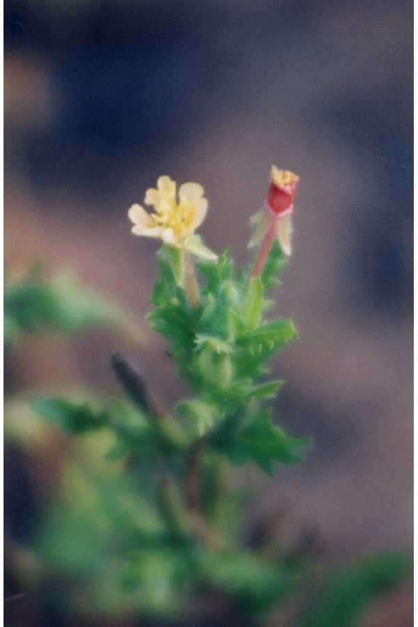 Imagem de Oenothera laciniata Hill