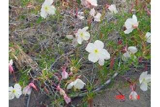 Image of pale evening primrose