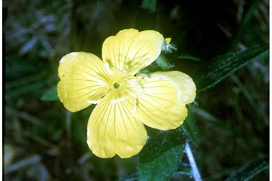 Oenothera pilosella Raf.的圖片