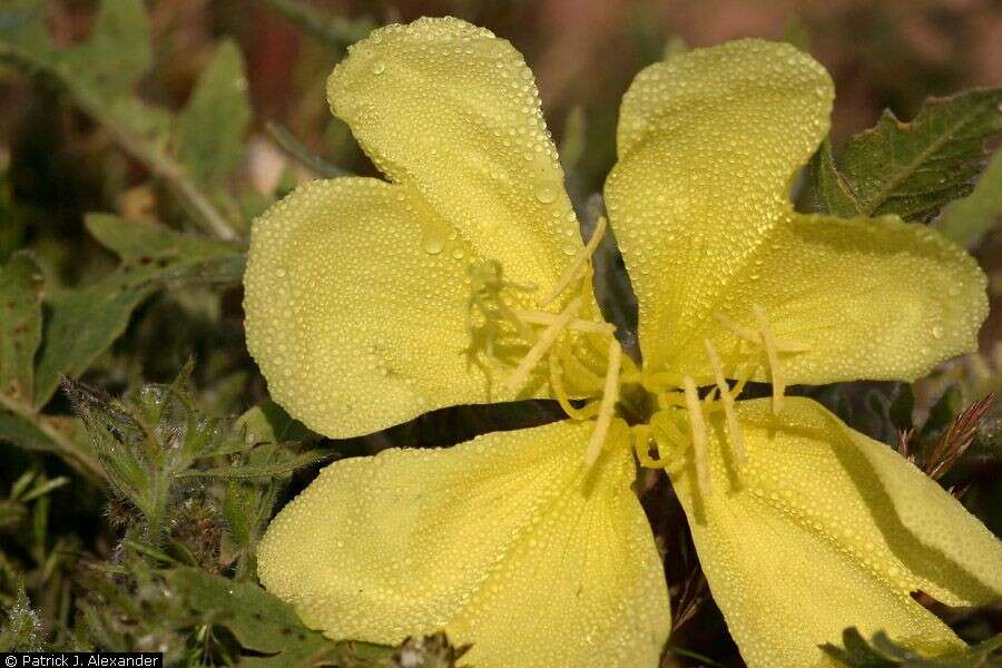 Imagem de Oenothera primiveris A. Gray