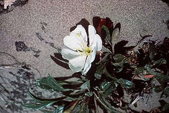 Imagem de Oenothera psammophila (A. Nels. & Macbr.) W. L. Wagner, R. E. Stockhouse & W. M. Klein